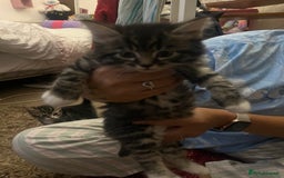 Mixed Breed cats for sale: 9 gorgeous kittens - Image 9