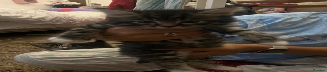Mixed Breed Kitten 8