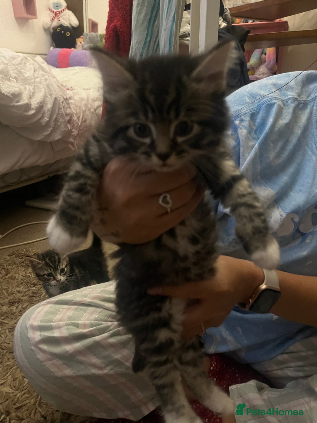 Mixed Breed cats for sale: 9 gorgeous kittens - Image 9