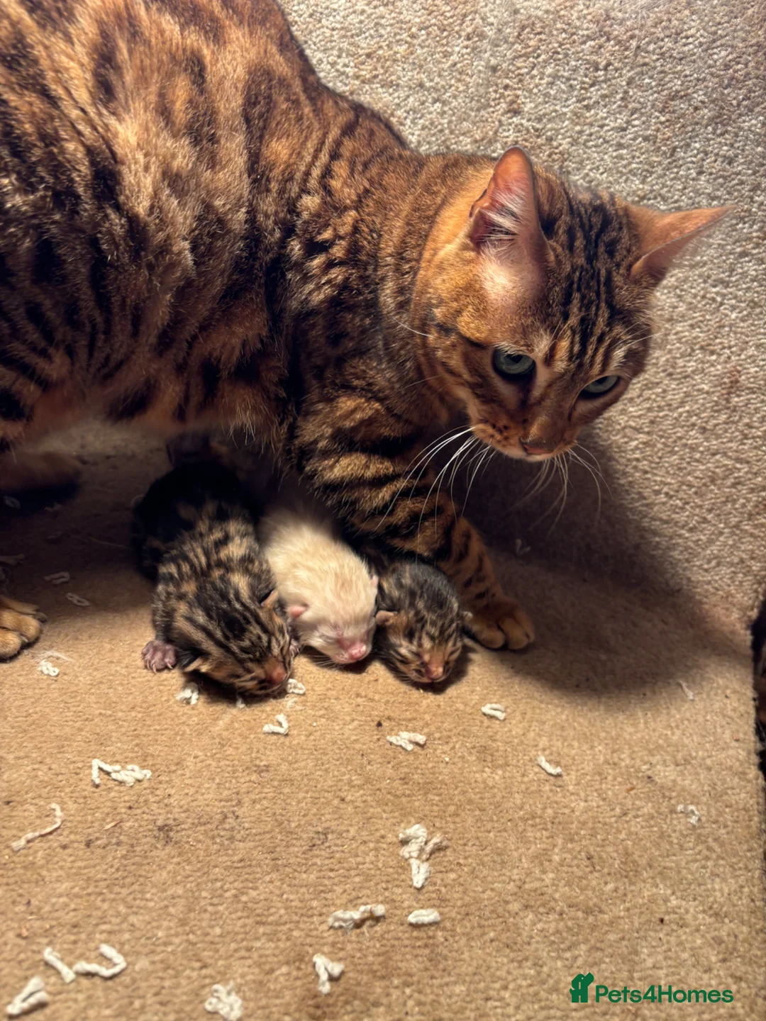 Bengal cats for sale: Perfect Bengal kittens  - Advert 16