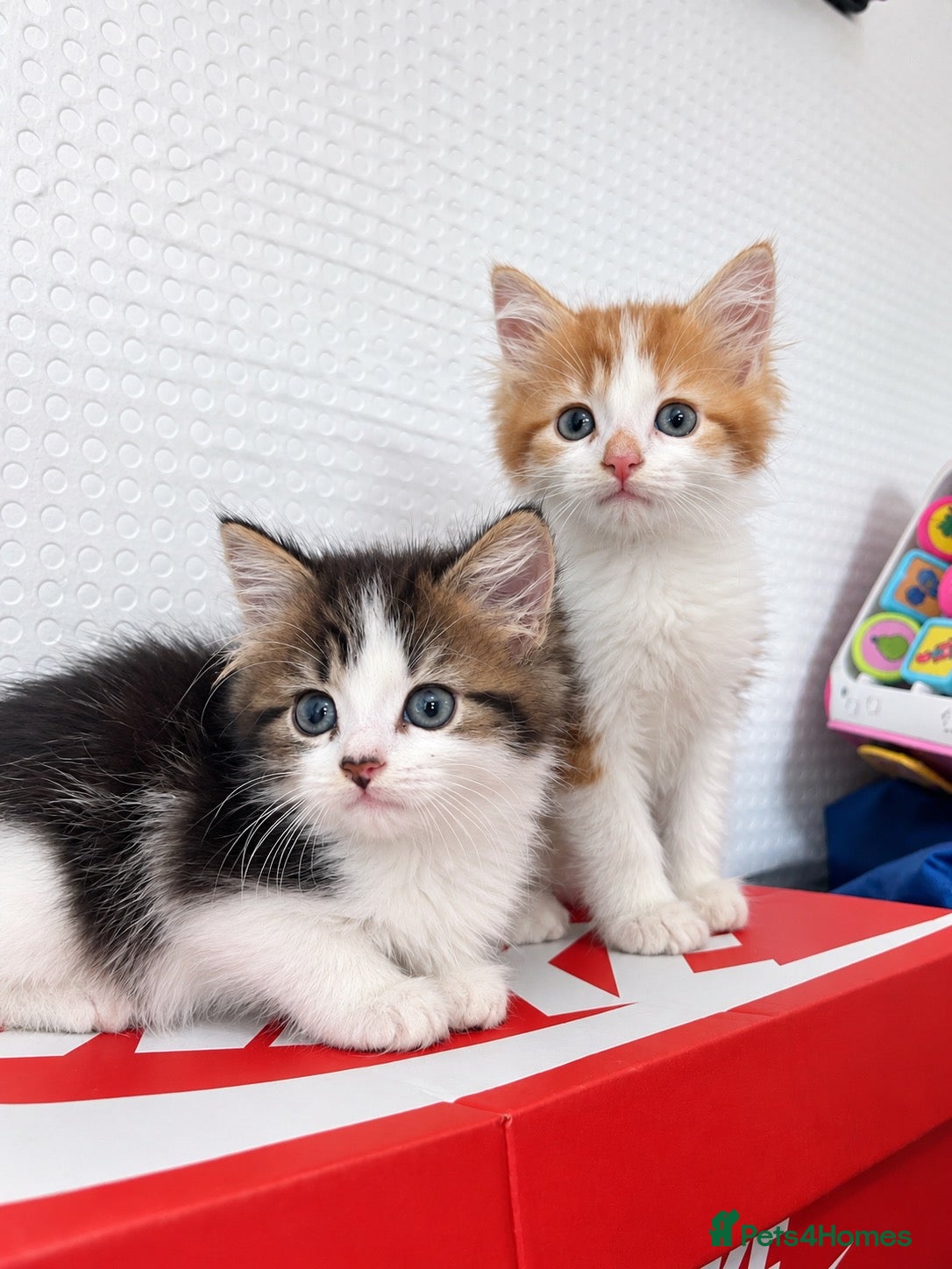 Ragdoll cats RAGDOLL X KITTENS READY TO LEAVE 💓 - Advert 1