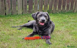 Labrador Retriever dogs for sale: Health Tested KC Registered Labradors - Image 7