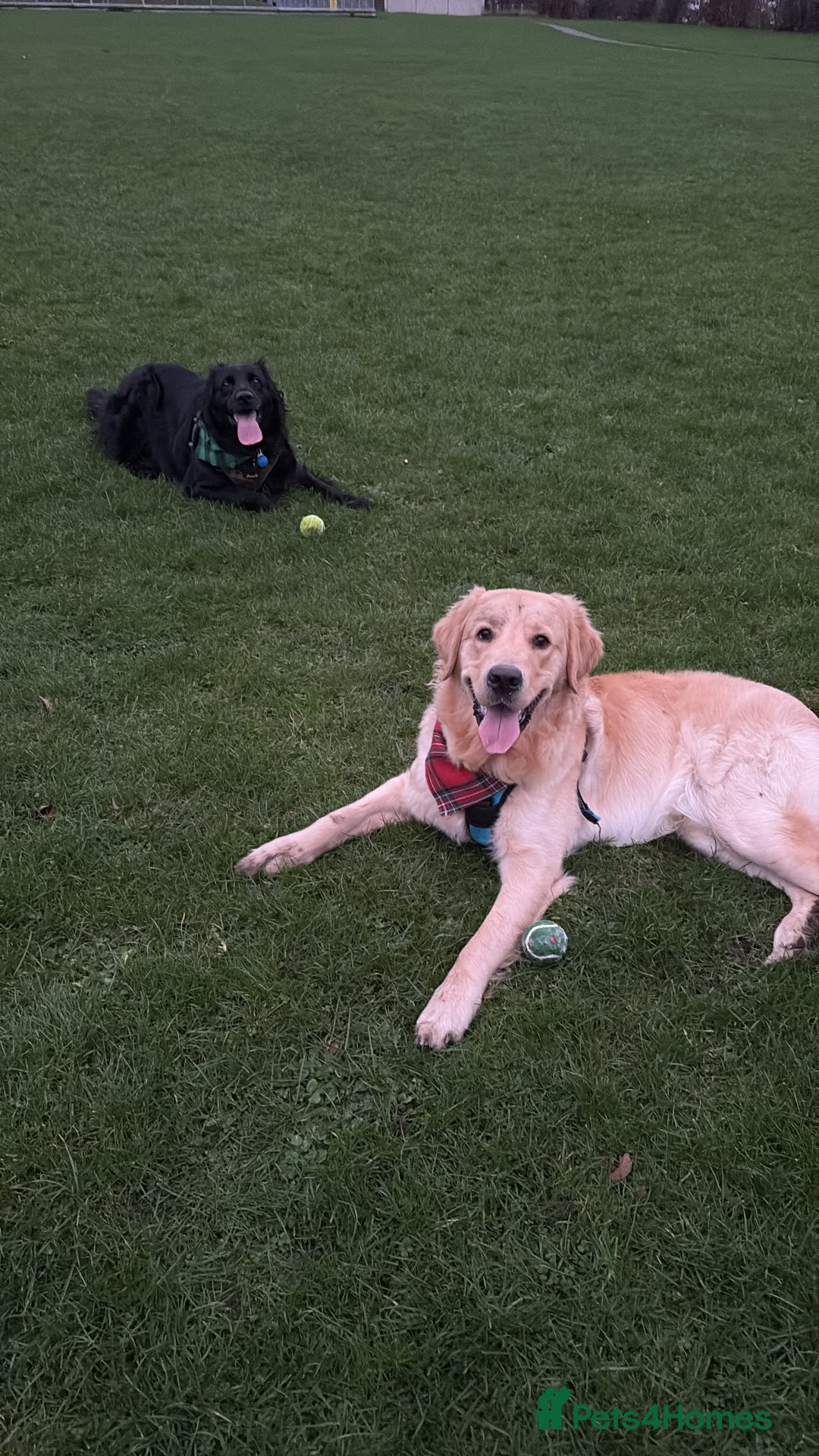 Golden Retriever dogs for sale: 1yr old American Golden Retriever for rehome  - Advert 6