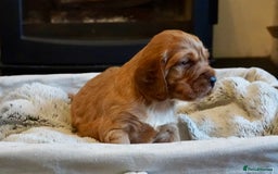 Cocker Spaniel dogs for sale: Exceptional KC Reg Working Cocker Spaniel Puppies - Image 4