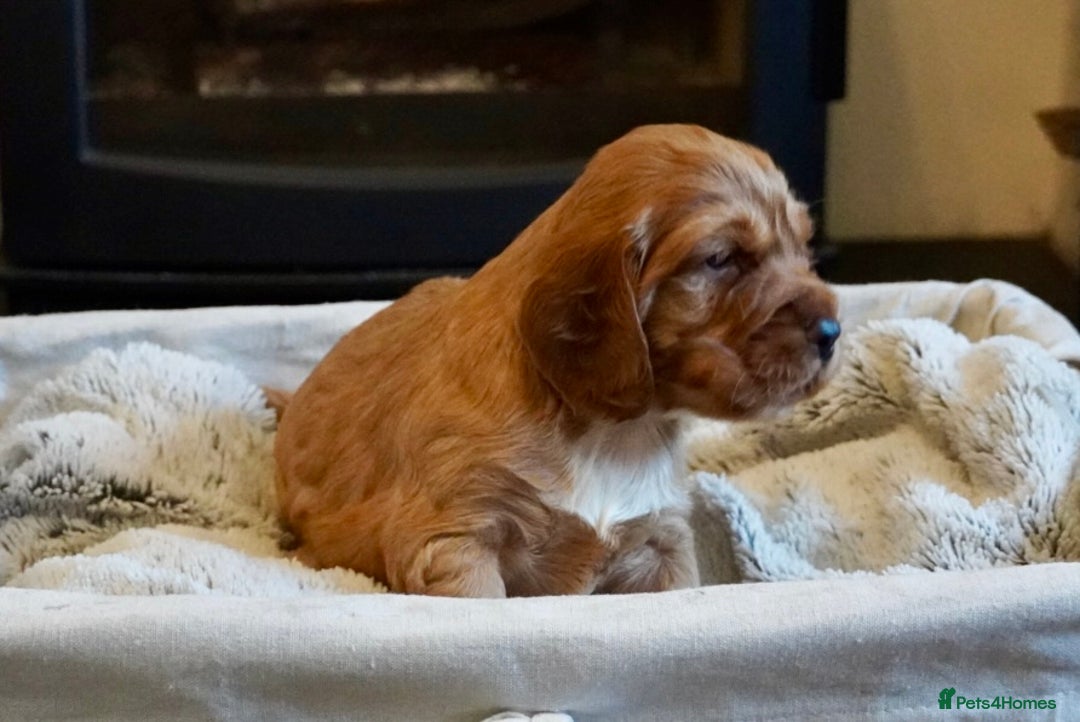 Cocker Spaniel dogs for sale: Exceptional KC Reg Working Cocker Spaniel Puppies - Image 4