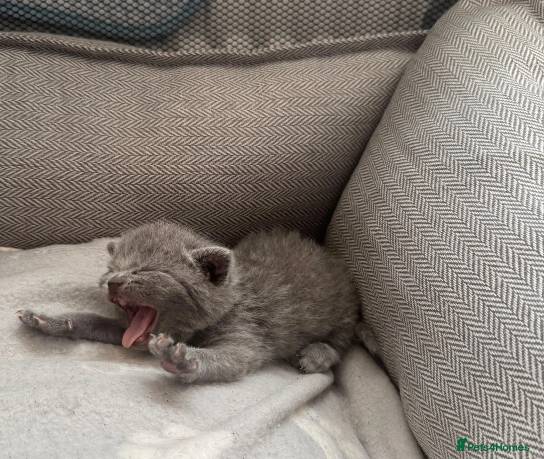 British Shorthair cats for sale: British shorthair kittens in Ilkeston - Advert 11