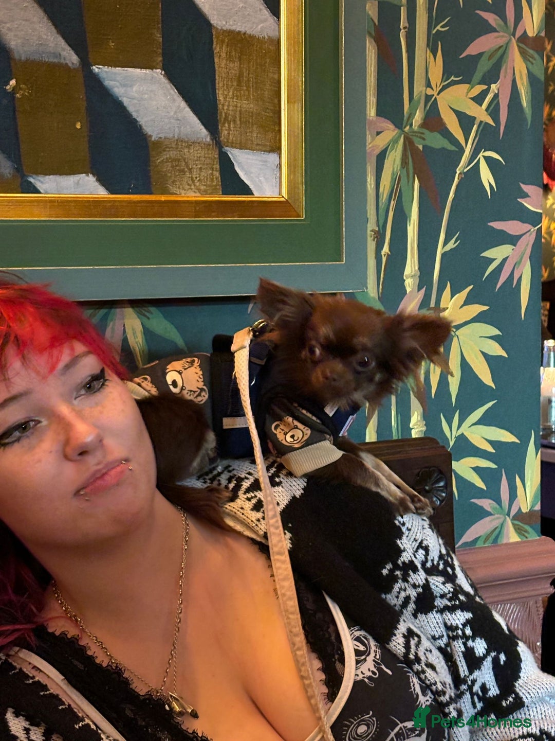 Chihuahua dogs for sale: Long haired tiny KC chihuahua girl - Advert 5