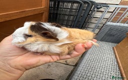 Guinea Pig rodents for sale: 5 Long haired male guinea pigs. - Image 5