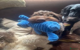 Cockapoo dogs for sale: 2 Year old Chocolate boy for rehoming - Image 4