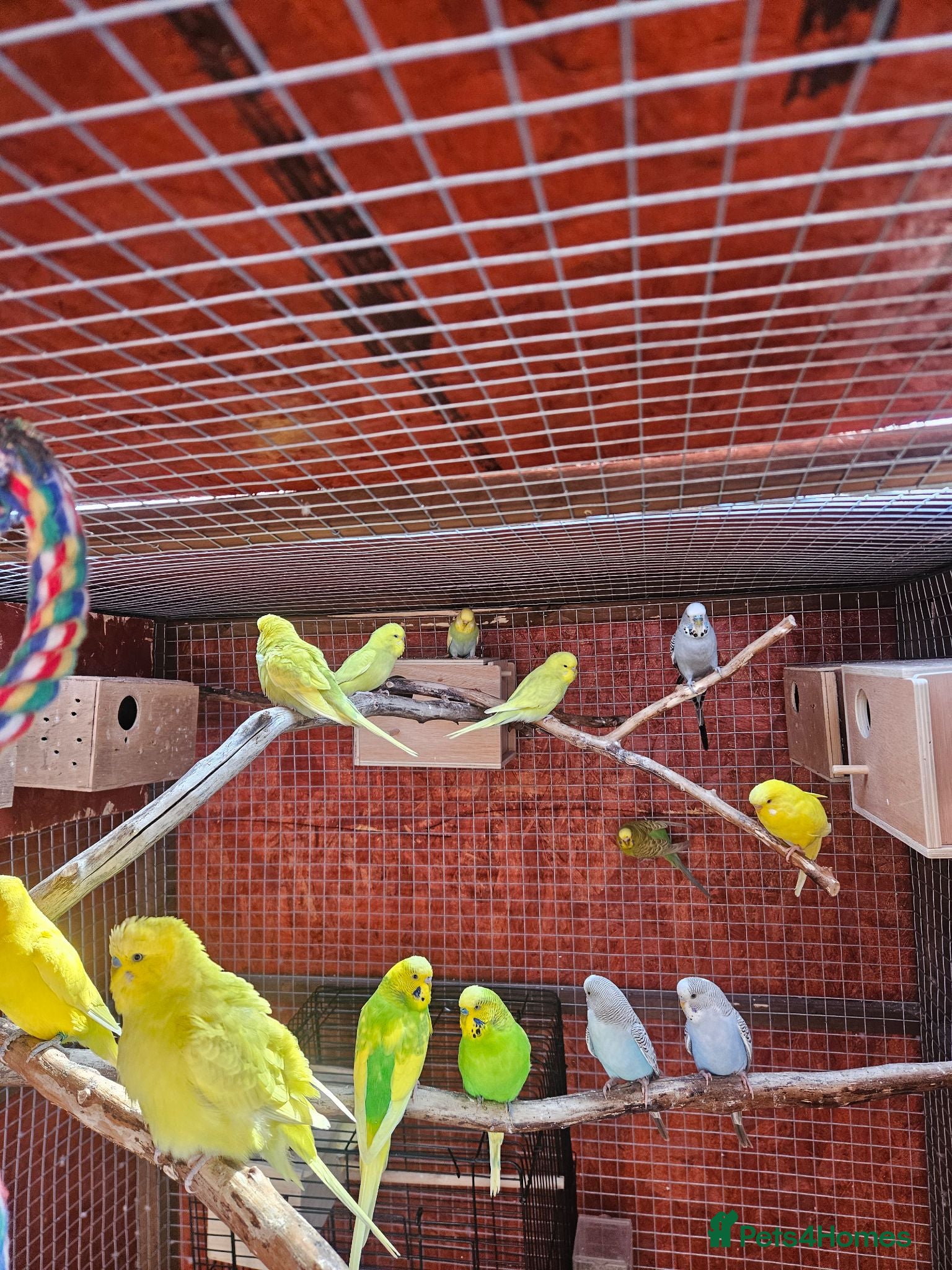 Budgerigars birds Budgies - Advert 1