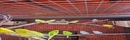 Budgerigars birds for sale: Budgies - Advert 4
