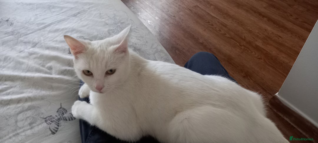 Mixed Breed cats for sale: 2 beautiful white kittens - Image 1