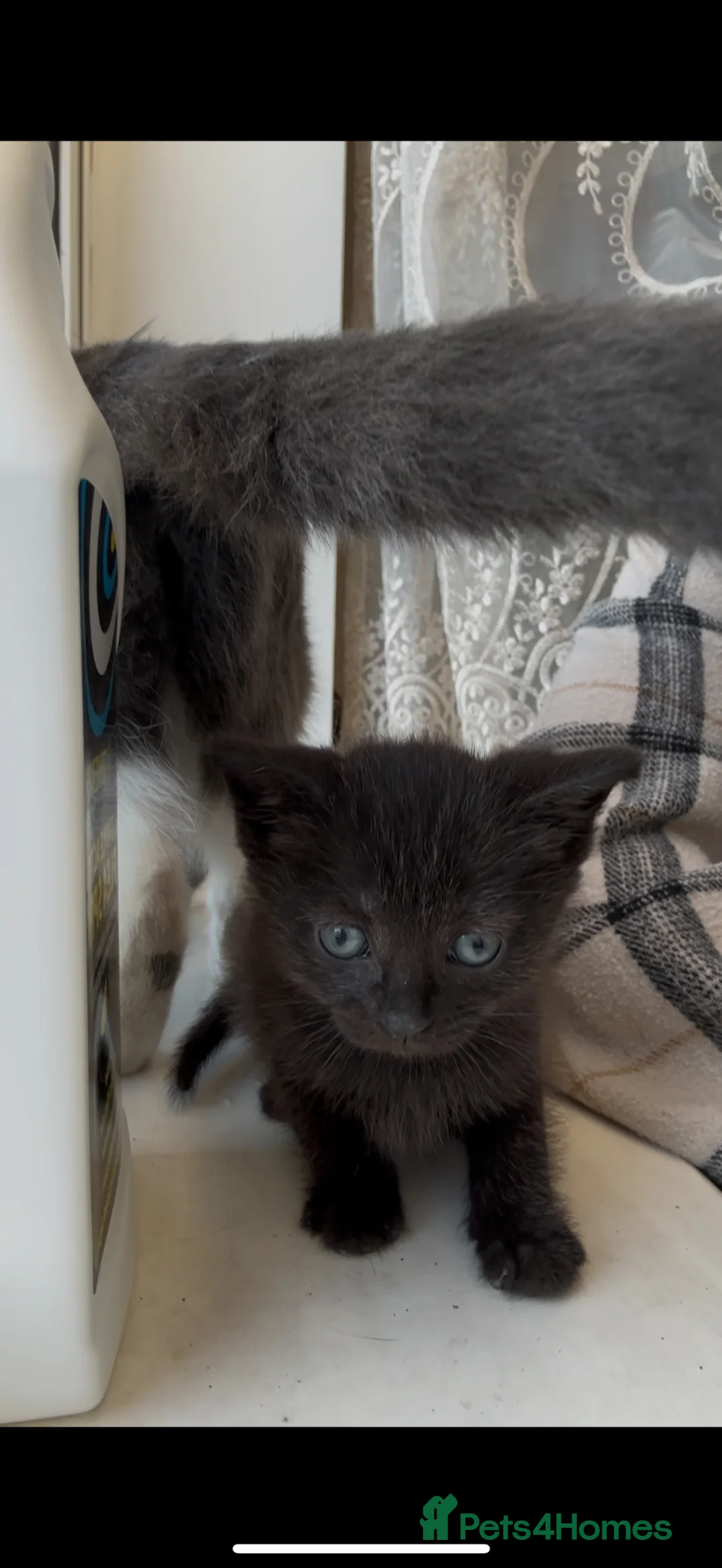 Mixed Breed cats for sale: Sweet Cuddly Black Kittens Looking for a Good Home - Advert 2