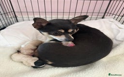 Mixed Breed dogs for sale: Chihuahua Cross Puppy - Image 7