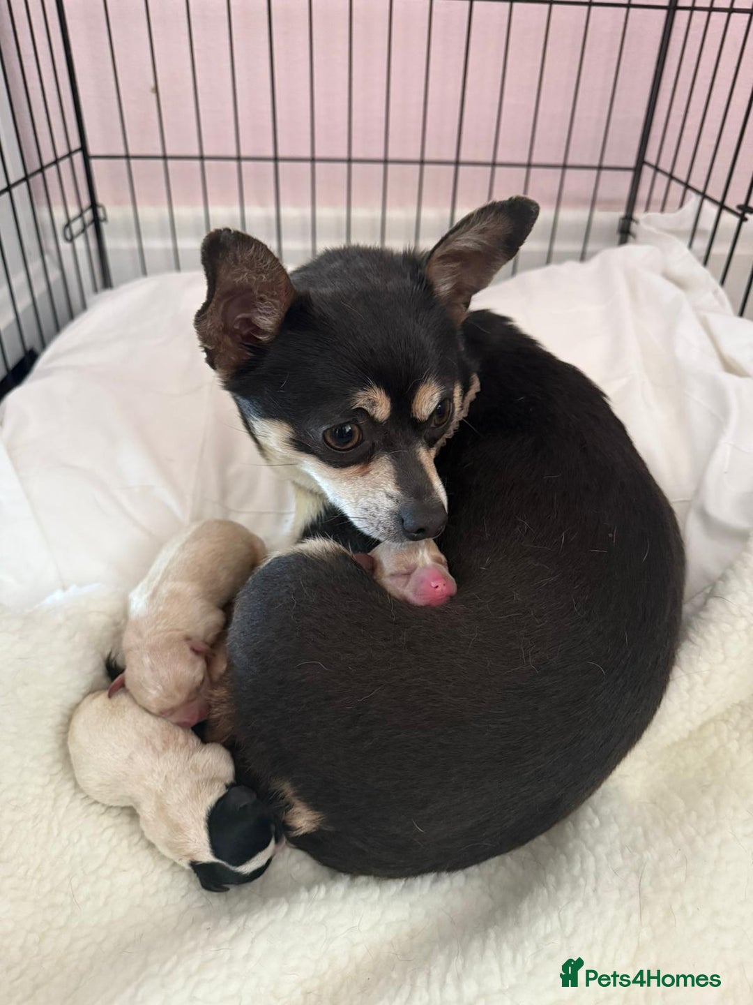 Mixed Breed dogs for sale: Chihuahua Cross Puppy - Image 7