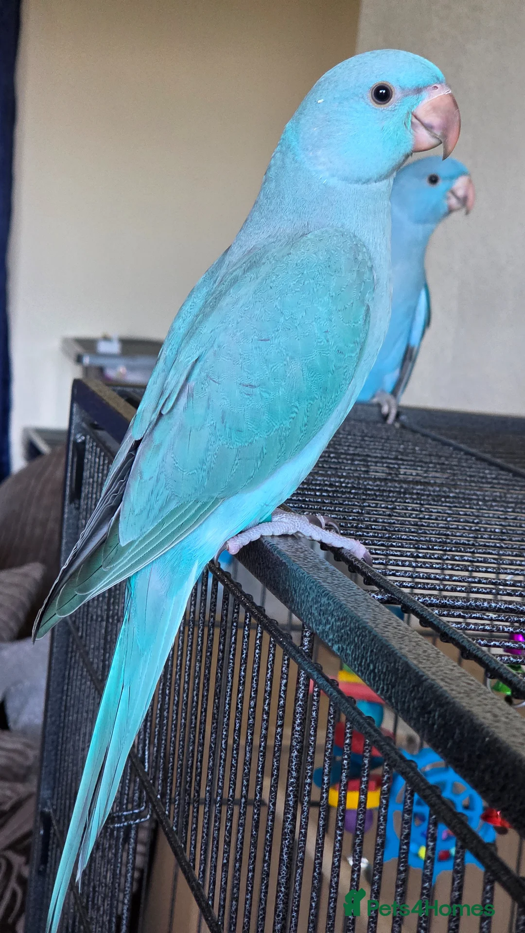 Ringnecks birds for sale: Male Indian ringneck for sale  - Advert 2