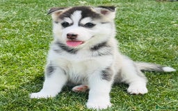 Pomsky dogs for sale:  Beautiful F2b Pomsky Puppies – Health Tested - Image 10