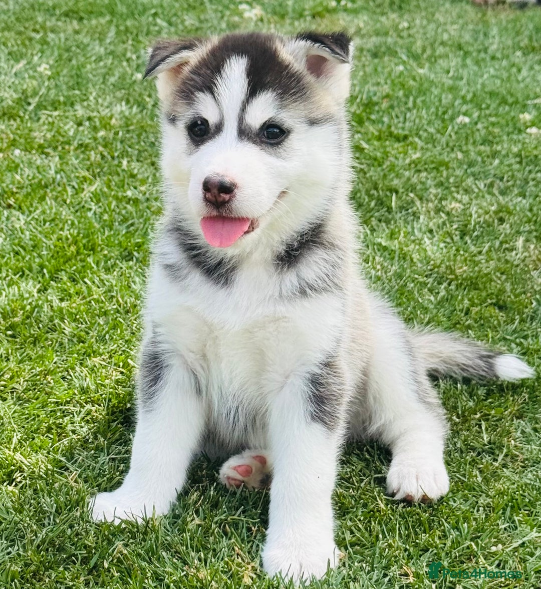 Pomsky dogs for sale:  Beautiful F2b Pomsky Puppies – Health Tested - Image 10