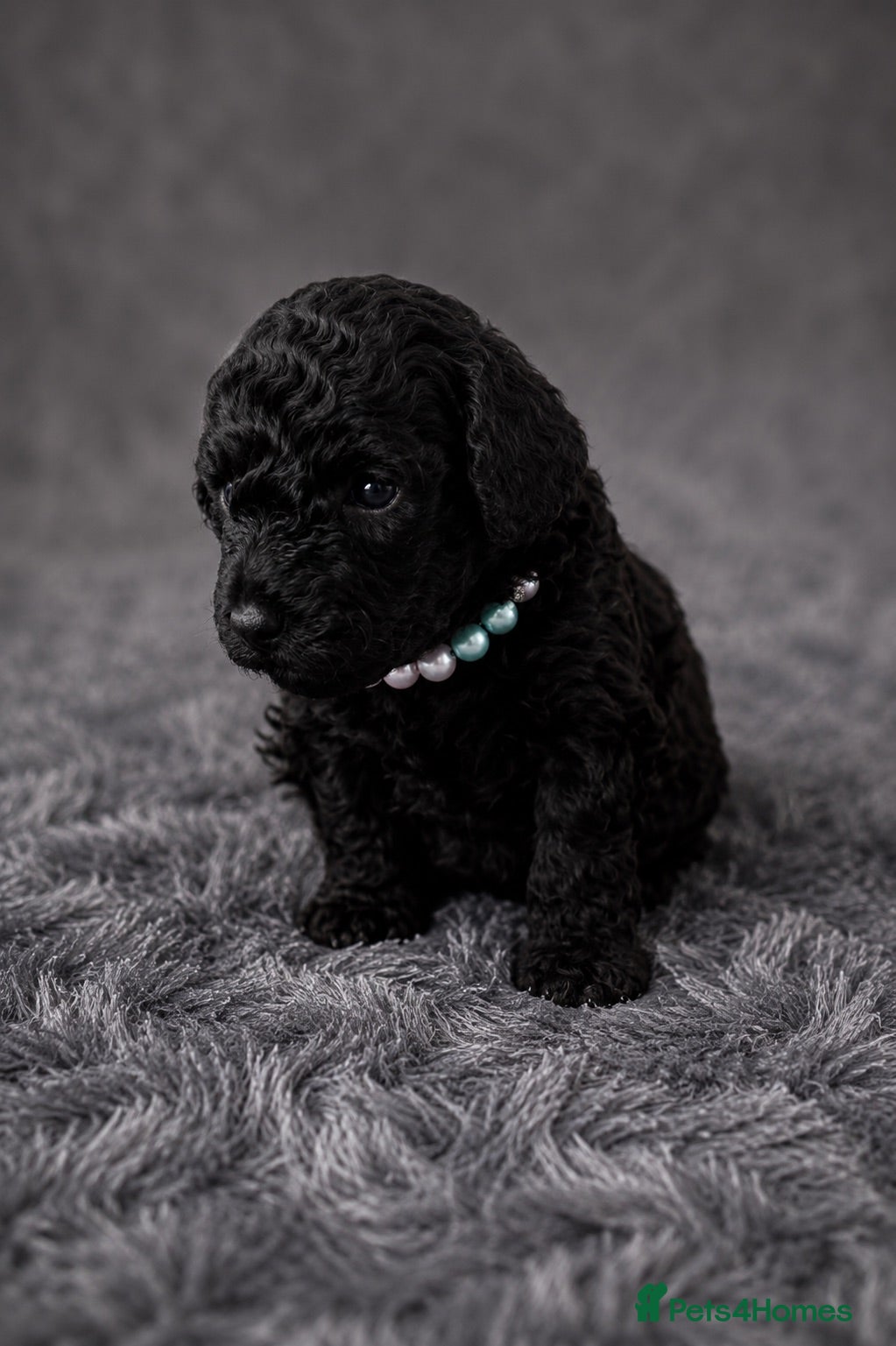 Toy Poodle dogs Male and Female available for reservation! - Advert 2