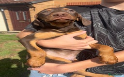 Mixed Breed dogs for sale: HUNGAROAN VIZSLADOR PUPPIES - VIZSLA x LABRADOR - Image 1