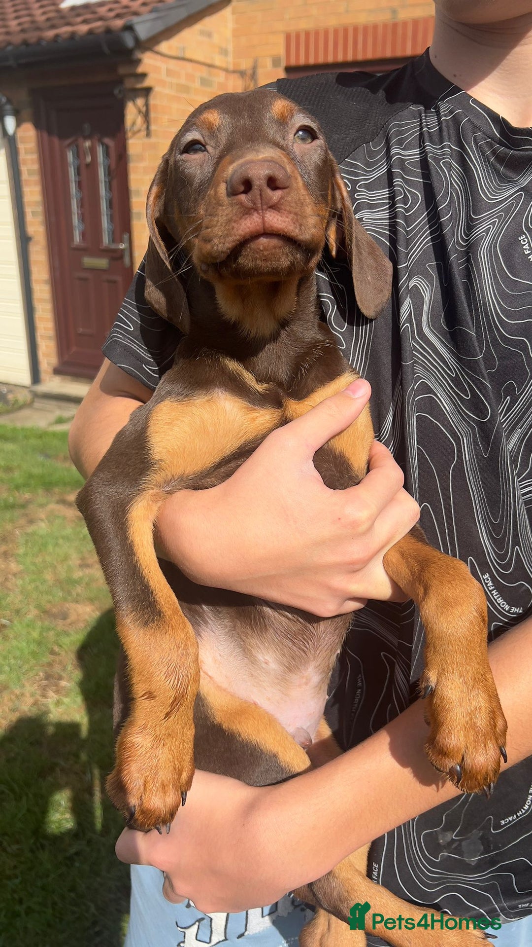 Mixed Breed dogs for sale: HUNGAROAN VIZSLADOR PUPPIES - VIZSLA x LABRADOR - Image 1
