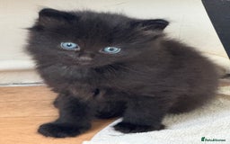 Maine Coon cats for sale: Part Maine coon female kitten  - Image 2