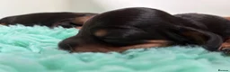 Miniature Dachshund dogs for sale: Brothers & sisters  to Crufts Best Puppy Dog 2025 - Advert 9