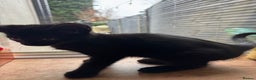 Domestic Shorthair cats for sale: 8 week old black kitten  - Advert 1