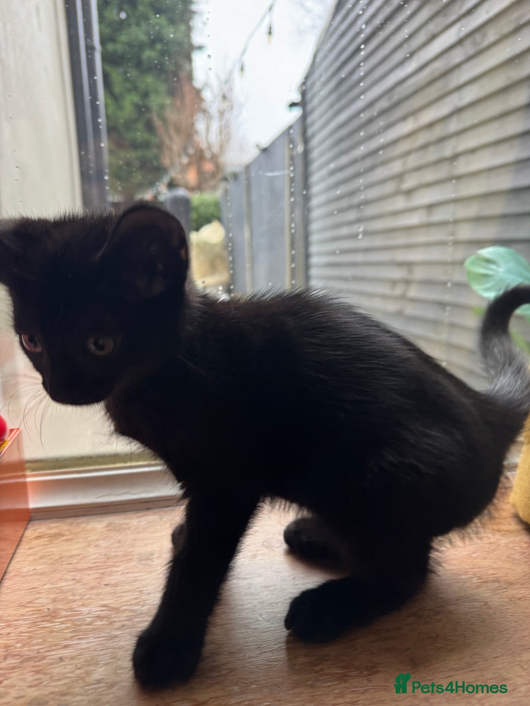Domestic Shorthair cats for sale: 8 week old black kitten  - Advert 1