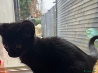 Domestic Shorthair cats 8 week old black kitten - Advert 1