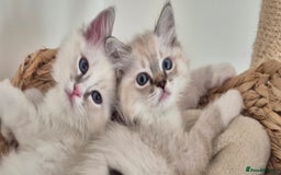 Ragdoll cats for sale: 4 Precious tica Ragdoll girls - Image 17