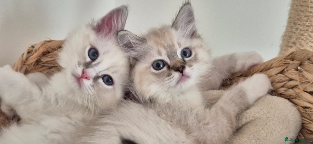 Ragdoll cats for sale: 4 Precious tica Ragdoll girls - Image 17