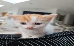 Russian Blue cats for sale: Lovley Russian white/Persian  - Advert 28