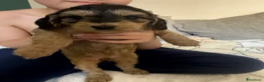Labradoodle 5