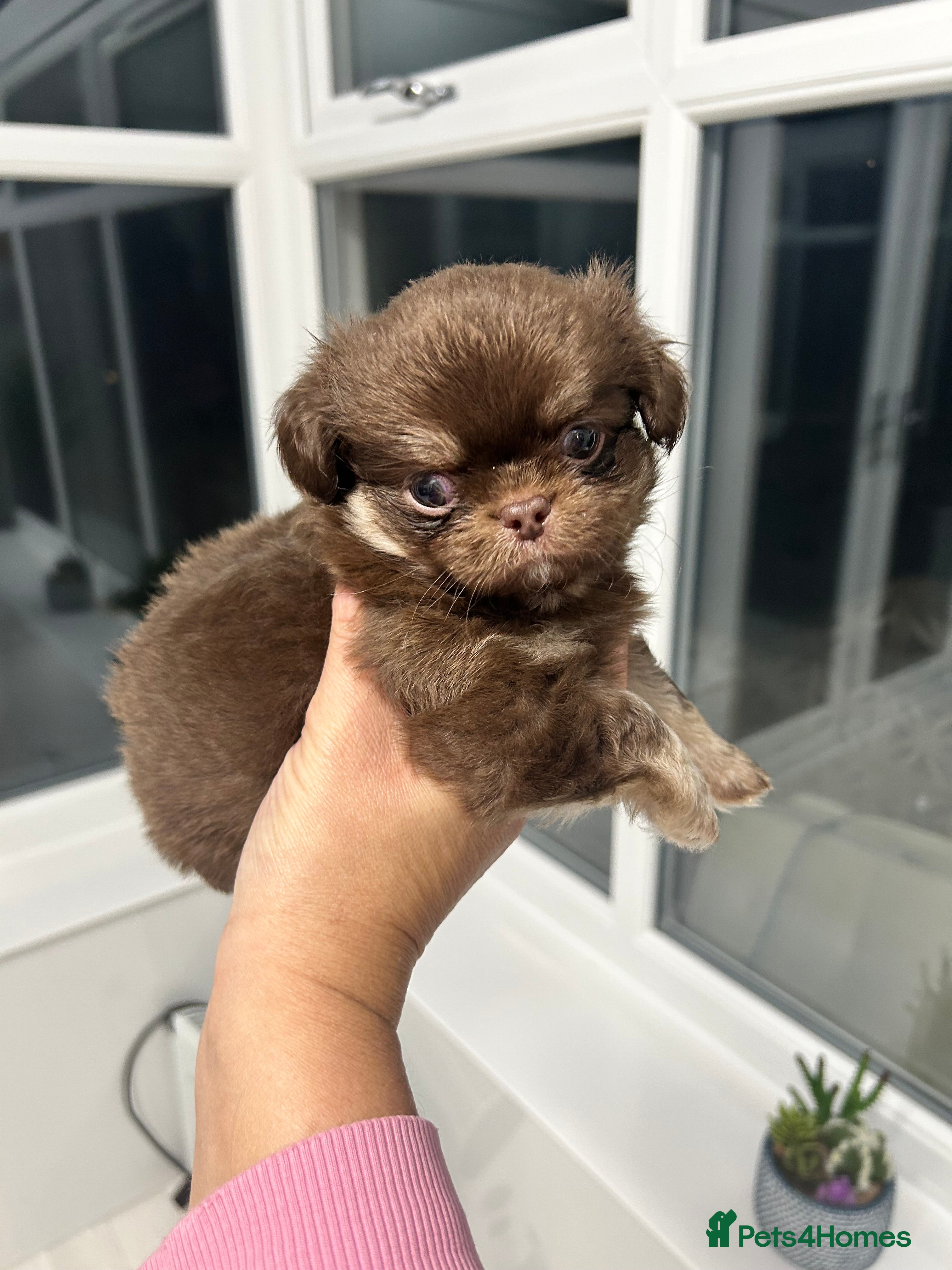 Chihuahua dogs Kc long haired boys - Advert 2