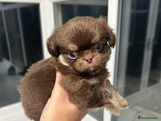 Chihuahua dogs Kc long haired boys - Advert 2