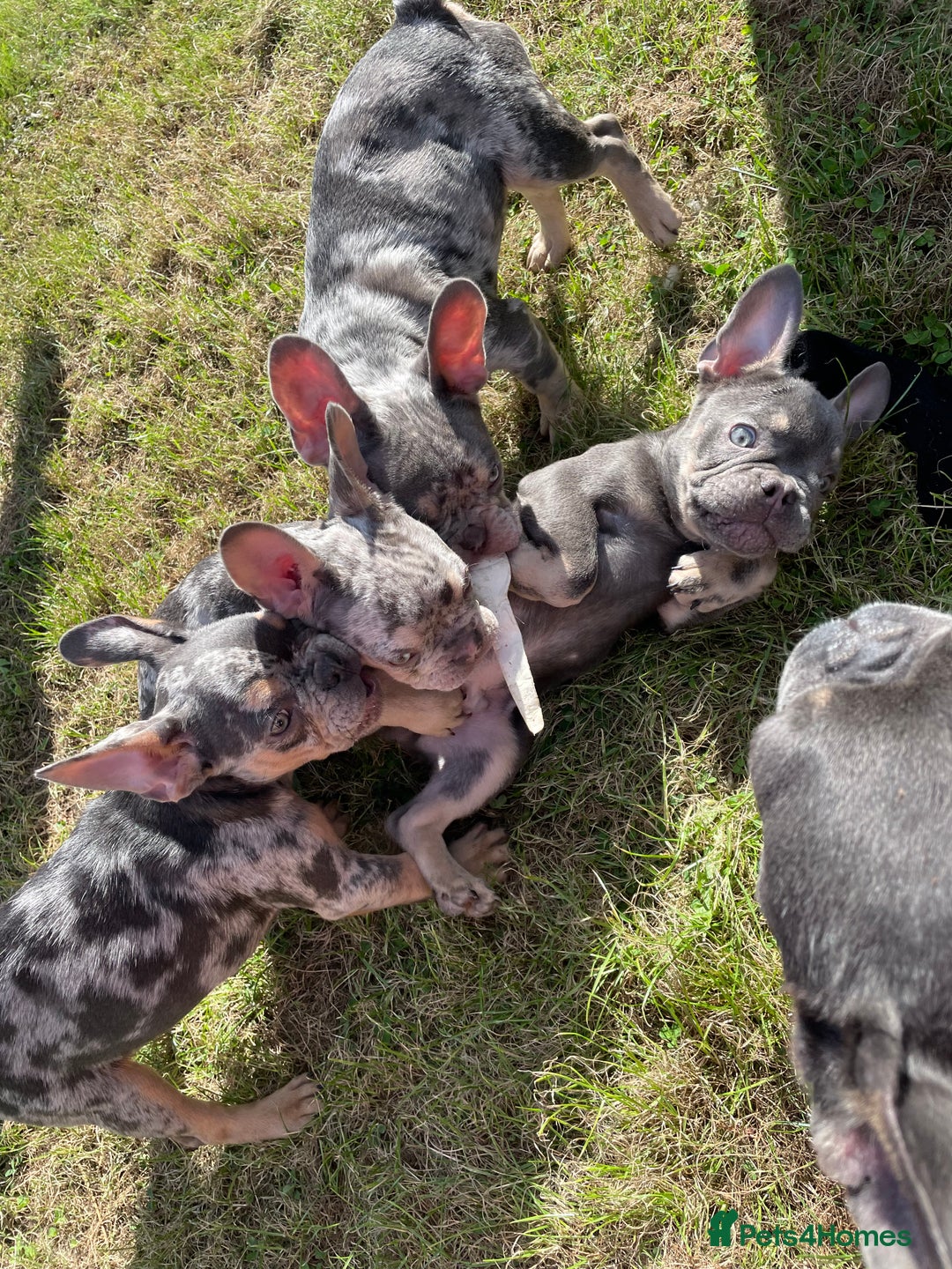 French Bulldog dogs for sale: Kc registered 12 week old French. Bulldogs  - Image 12