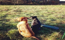 Hungarian Vizsla dogs for sale: Gamekeeper bred KC registered Crufts progeny - Image 13