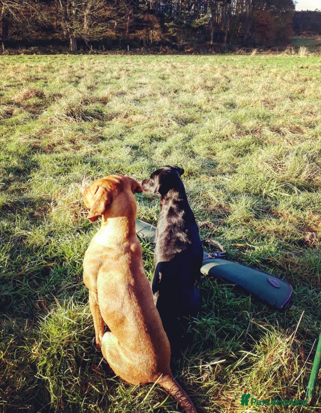 Hungarian Vizsla dogs for sale: Gamekeeper bred KC registered Crufts progeny - Image 13