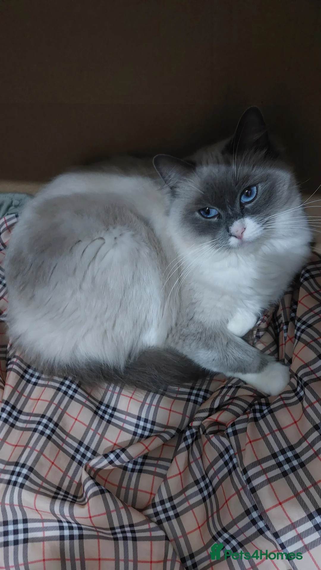 Ragdoll cats for sale: Beautiful Ragdoll Princess  - Advert 12