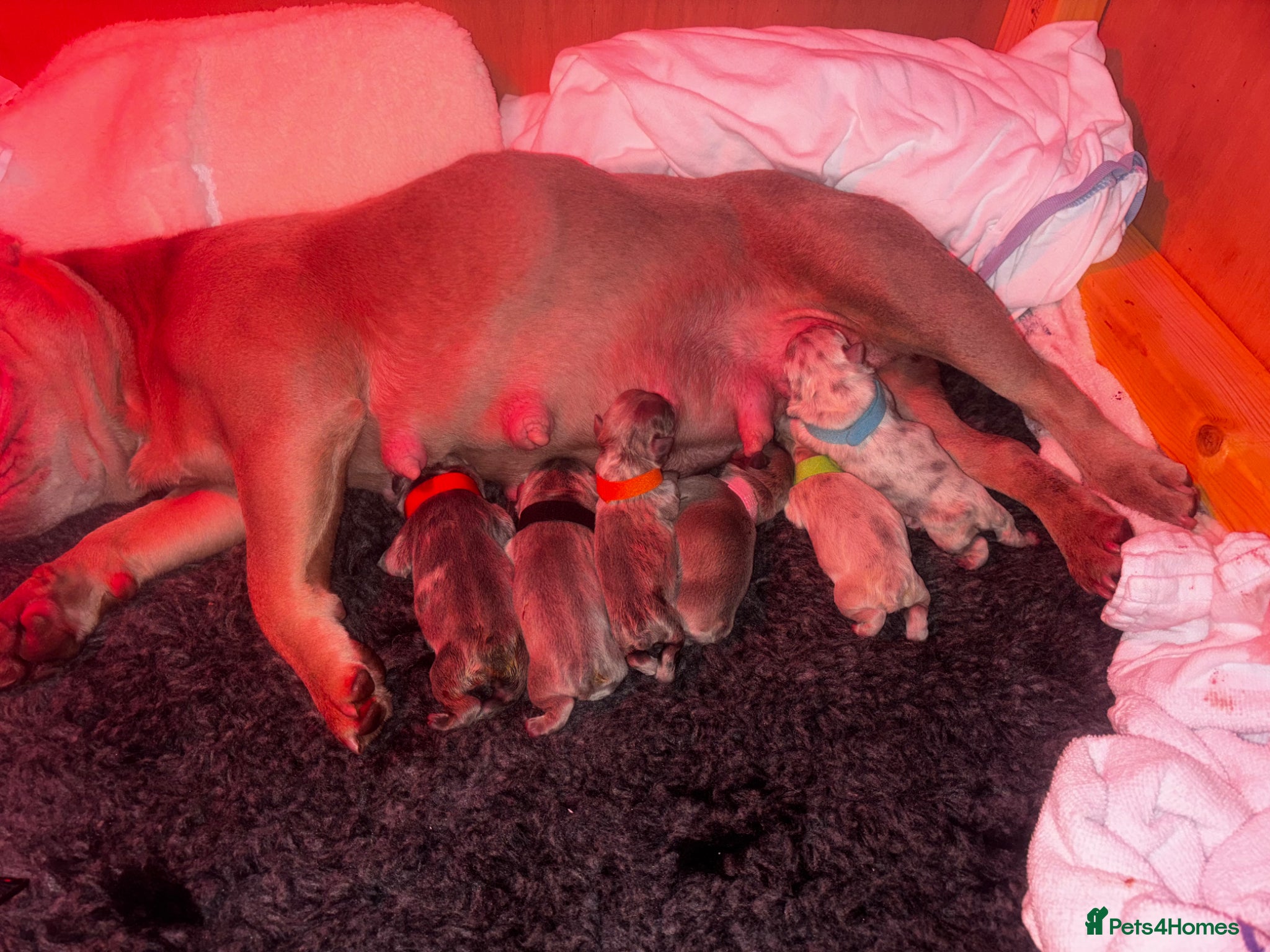 French Bulldog dogs 5 beautiful French bulldog puppies for sale DWKC - Advert 1