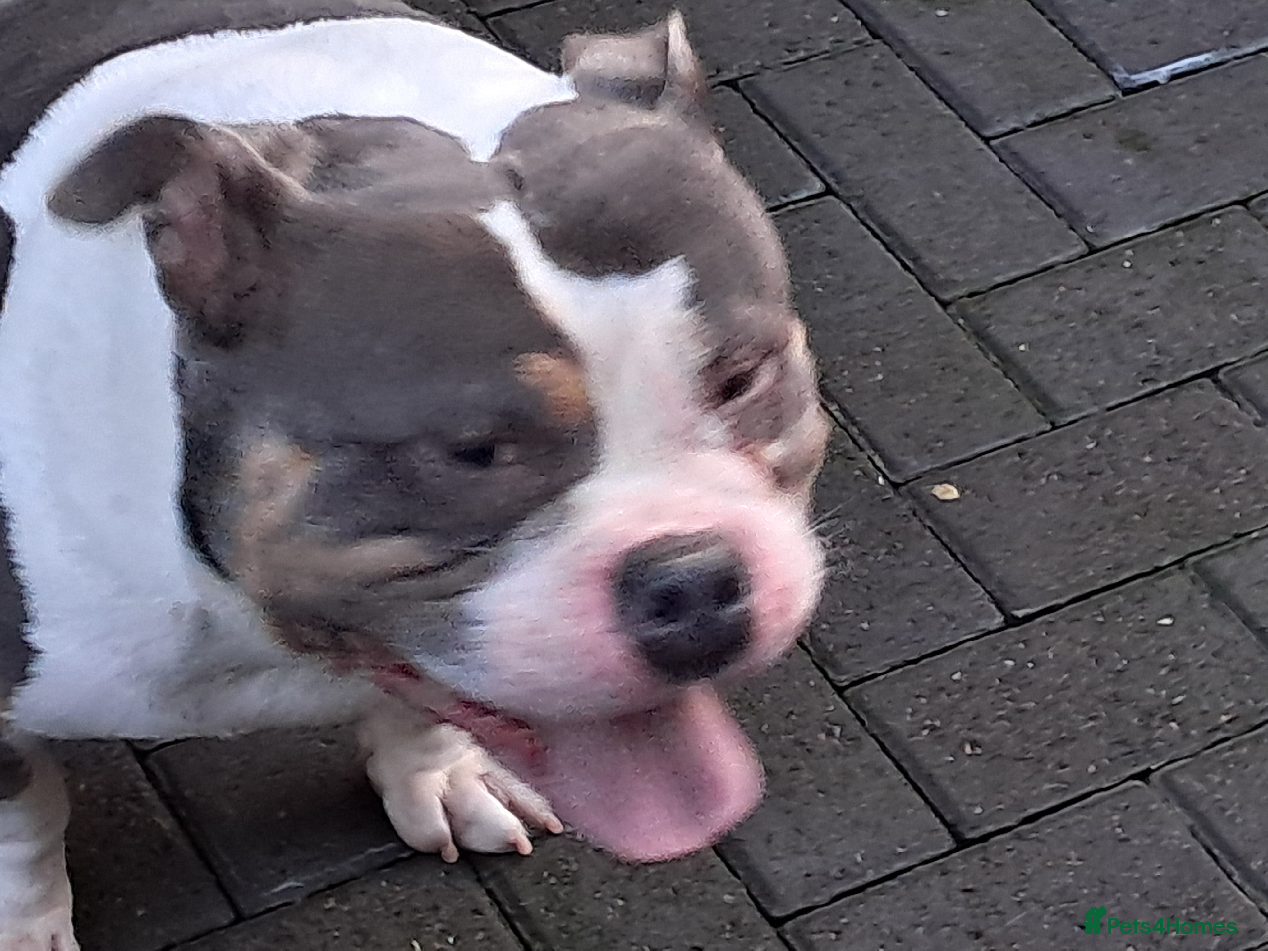 American Bully dogs American bully - Advert 2