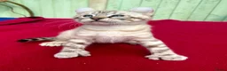 Keetso cats for sale: Superb very rare polydactyl curled eared keetsos  - Advert 24