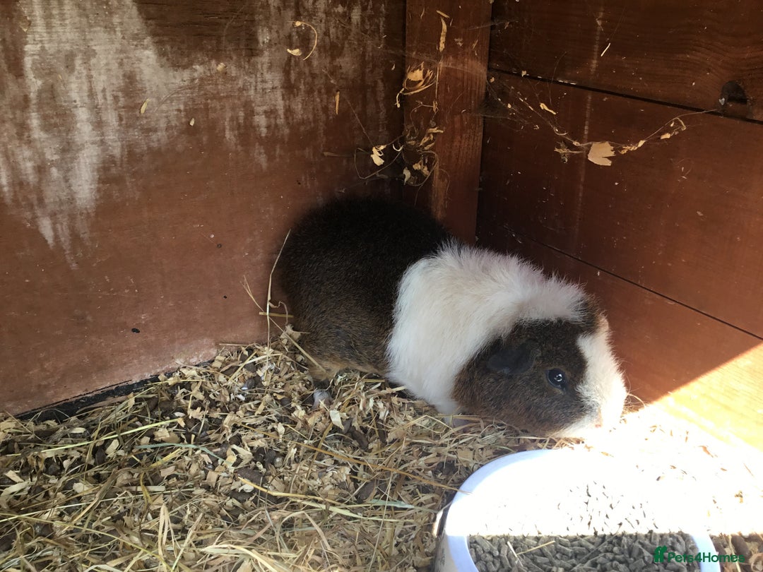 Guinea Pig rodents for sale: 6 adult sows 1 adult male  - Image 7