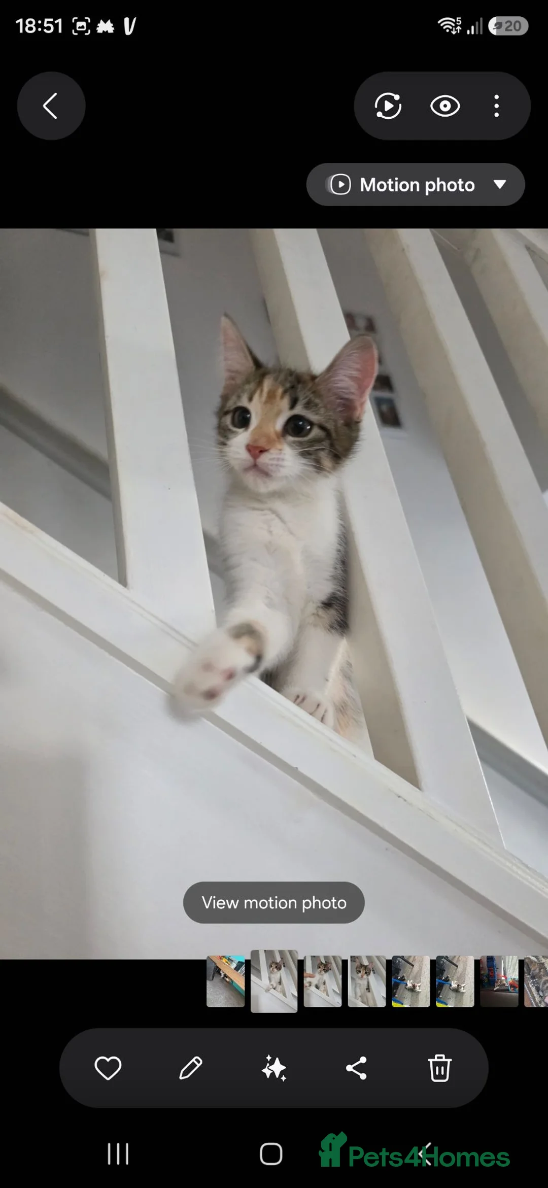 Mixed Breed cats for sale: Calico Female kitten 16 weeks - Advert 11