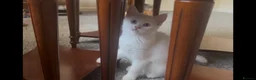 Mixed Breed cats for sale: Amazing Personalities  - Advert 4
