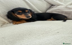 Miniature Dachshund dogs for sale: Minature dachshund  - Image 13