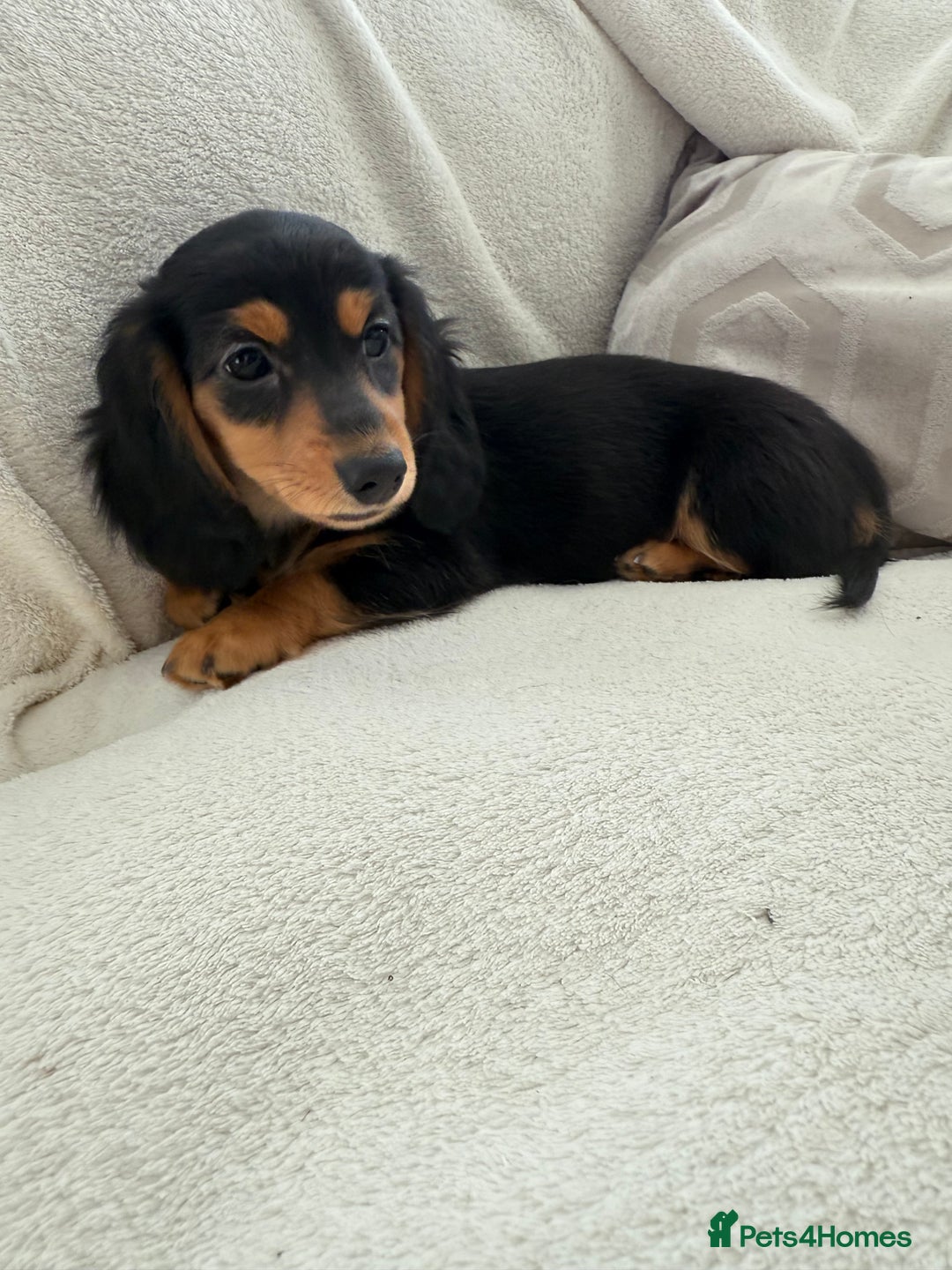 Miniature Dachshund dogs for sale: Minature dachshund  - Image 13