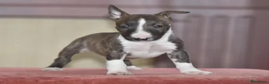 Brindle and white