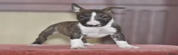 Miniature Bull terrier dogs for sale: Ready to leave!Top quality mini bull terrier pups  - Advert 20